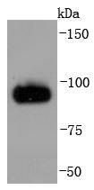 Chromogranin A Antibody