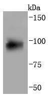 Aryl hydrocarbon Receptor Antibody