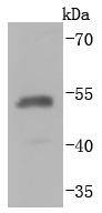 HA-Tag(HRP conjugated) Antibody