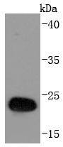 GST-Tag(HRP conjugated) Antibody