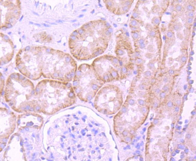 Laminin beta 1 Antibody