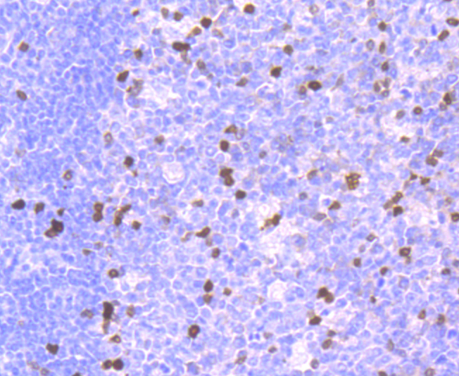 Parvalbumin Antibody