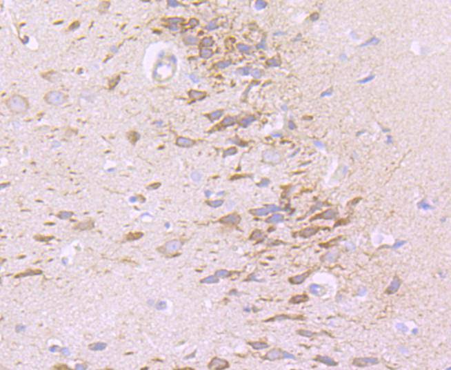 NG2 Antibody