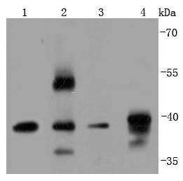 ERCC1 Antibody