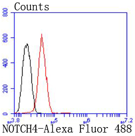 NOTCH4 Antibody