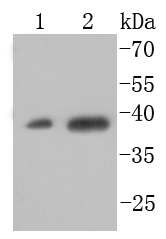XBP1 Antibody
