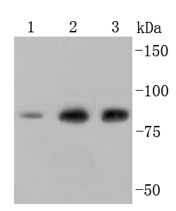 Ezrin Antibody