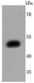 EDG1 Antibody