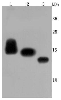 CD59 Antibody