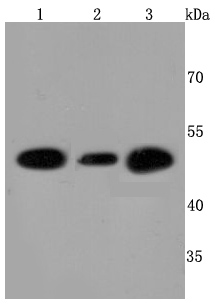 ATPB Antibody