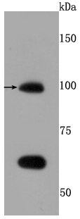 TLR5 Antibody
