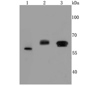 Catalase Antibody