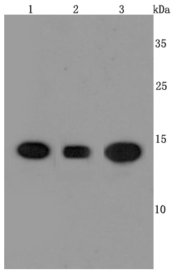 Cyclophilin A Antibody