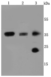 AQP1 Antibody
