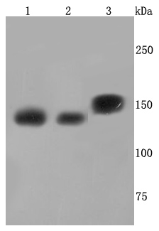 SMC3 Antibody