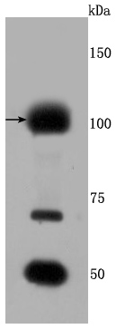 FGFR3 Antibody