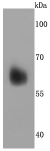 Perilipin A Antibody