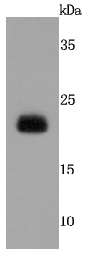 Lipocalin-2 Antibody