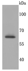 SDHA Antibody
