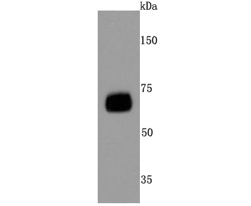 CD73 Antibody