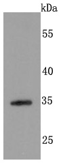 Syndecan 1 Antibody