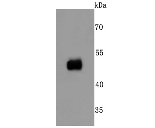 CD32 Antibody