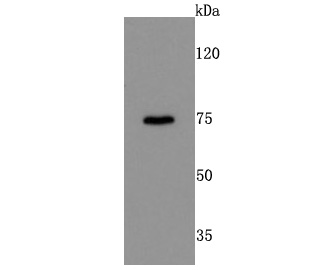 DRD1 Antibody