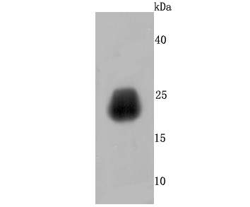 Growth Hormone Antibody