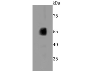 CYP2E1 Antibody