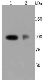 CD62P Antibody