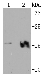 VAMP2 Antibody