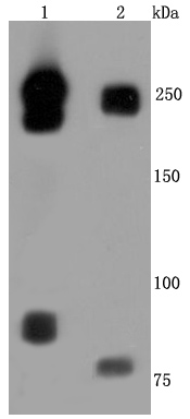 L1CAM Antibody