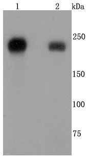 Integrin beta 4 Antibody