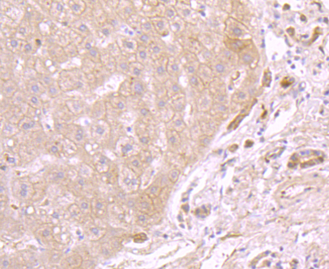 ATP5A1 Antibody