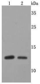 FKBP12 Antibody