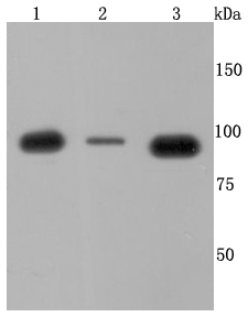 VCP Antibody