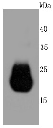 Claudin 5 Antibody