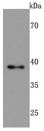 TIA1 Antibody