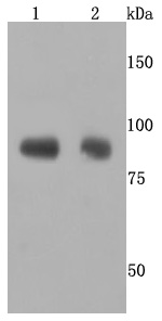 ADAM10 Antibody