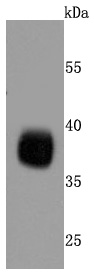 Podoplanin Antibody