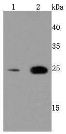 PRDX6 Antibody
