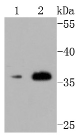 CD40L Antibody
