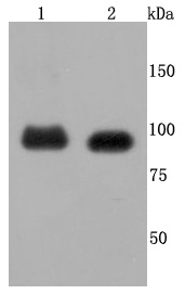 FGFR3 Antibody