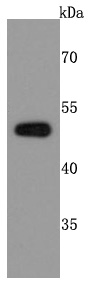 PABPN1 Antibody