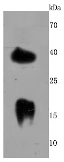 LY6A Antibody