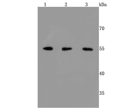 ERp57 Antibody