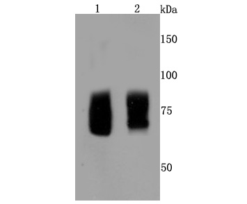FMRP Antibody