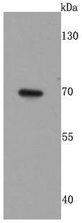 GAD67 Antibody