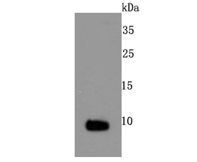 S100 Antibody