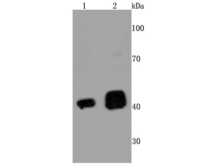 TDP43 Antibody